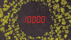 10,000 Steps a Day – Is it Enough for Effective Weight Loss?